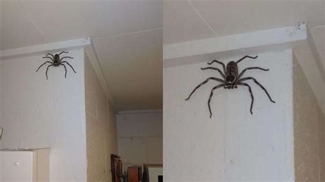 陽台結構 家裏出現大蜘蛛